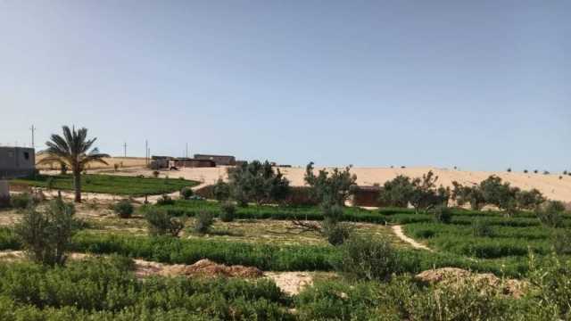 أهالي جنوب رفح يواصلون زراعة نبات الفول بعد نجاح تجربته العام الماضي