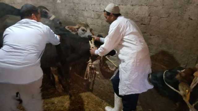 تحصين 12 ألف رأس ماشية ضد الحمى القلاعية في بني سويف