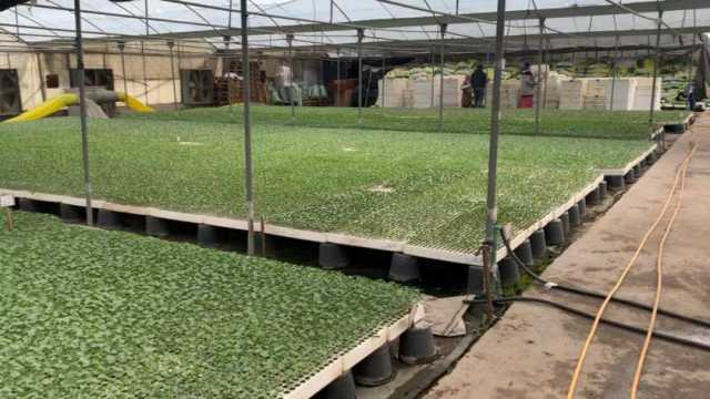 الدقهلية تتربع على عرش إنتاج الشتلات الزراعية.. السر في الصوب
