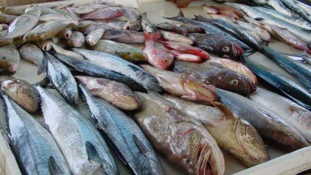أسعار السمك في الأسواق اليوم الأربعاء 8-5-2024