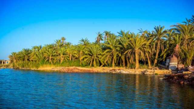سيوة تستعد لتنظيم مهرجان التمور الدولي.. سياحة وندوات وورش عمل