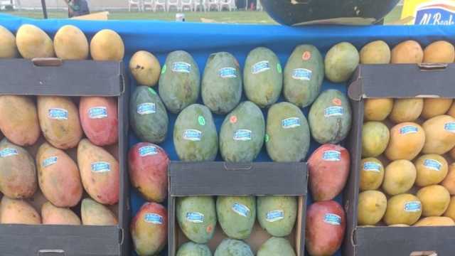 أسعار المانجو اليوم الأحد 7-7-2024.. البلدي بـ15 جنيها