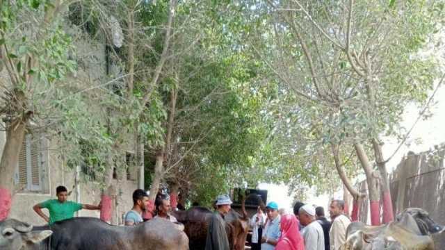 «بيطري كفر الشيخ»: تشكيل 105 لجان للتوعية بأهمية تحصين الماشية