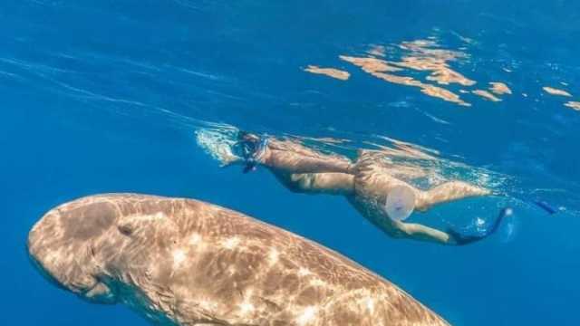 ظهور «عروس البحر» في مياه مرسى علم.. عمرها يصل لـ100 عام ومهددة بالانقراض