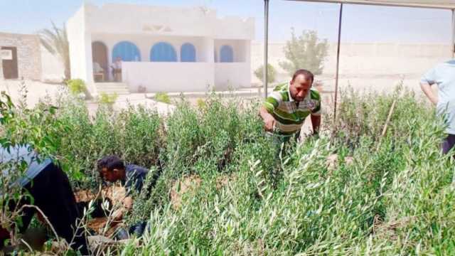 60 مليون شجرة.. ومصر الأولى عالميا في إنتاج زيتون المائدة