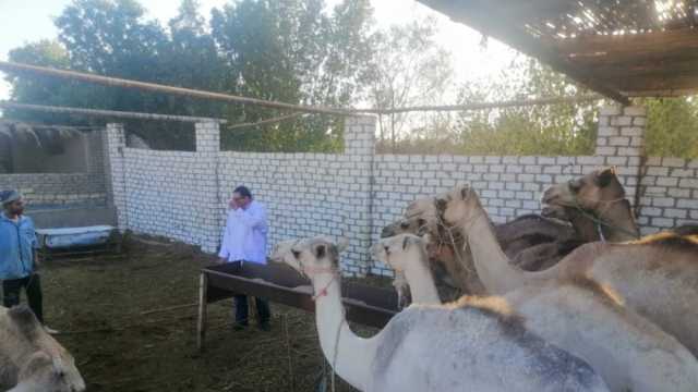 «بحوث الصحراء» ينظم قوافل بيطرية في مدينتي نويبع والطور بجنوب سيناء