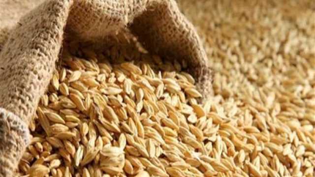 سعر الأرز الشعير اليوم.. رئيس الشعبة: لا تشتروا بأكثر من 22 جنيها
