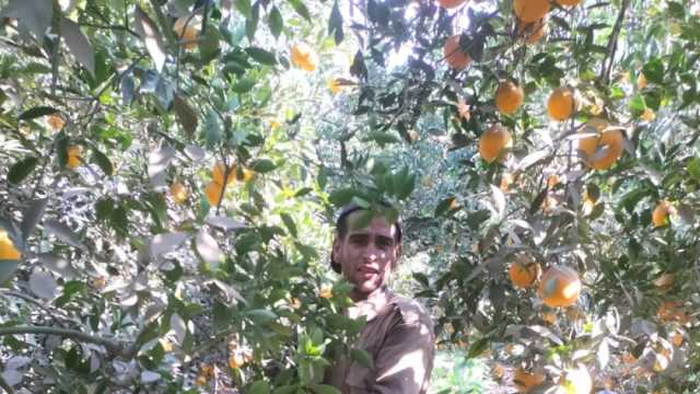 انطلاق موسم حصاد البرتقال في القليوبية.. «وش الخير ويوفر العملة الصعبة»