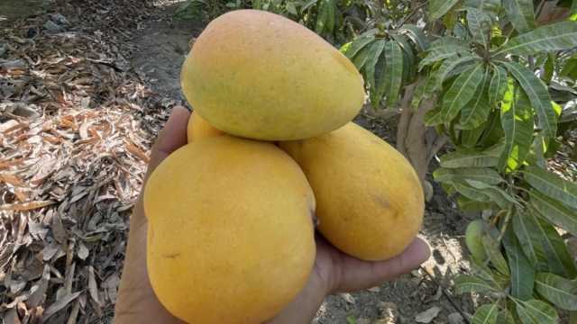 أسباب تمنع تناول المانجو قبل منتصف يوليو.. تعرف عليها