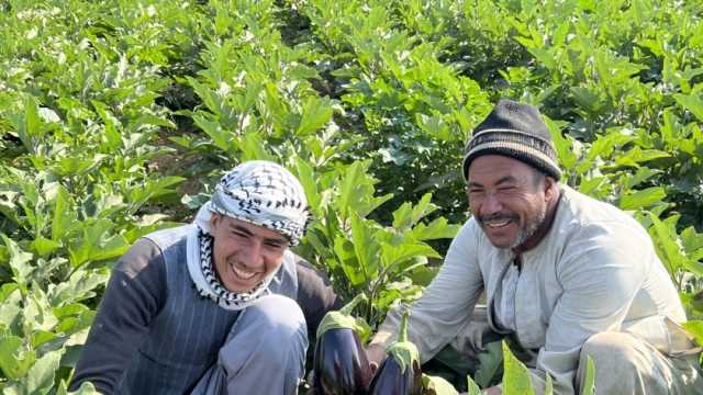 محصول الباذنجان في أسيوط.. موسم حصاد مبشر بالخير