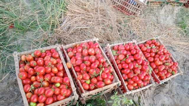 انخفاض أسعار الطماطم وعدد من الخضراوات اليوم في الأسواق.. إليك التفاصيل