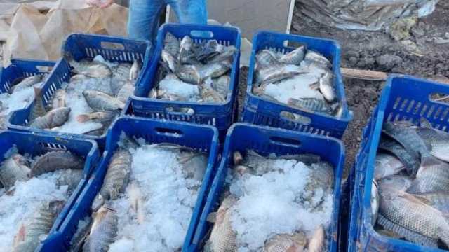 «أصبحت في متناول الجميع».. انخفاض أسعار الأسماك بأسواق بورسعيد بعد مقاطعة قوية