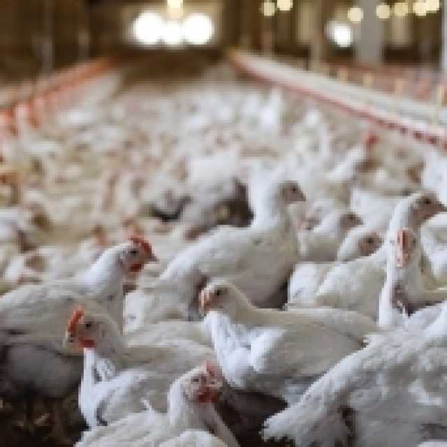 الفلبين تحظر استيراد الدواجن من ولايات أمريكية.. ما السبب؟