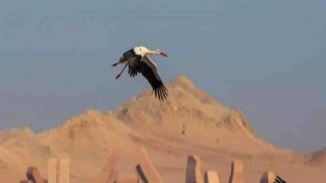 «البيئة»: 46 مليون زيارة افتراضية لمحميات مصر الطبيعية خلال عامين