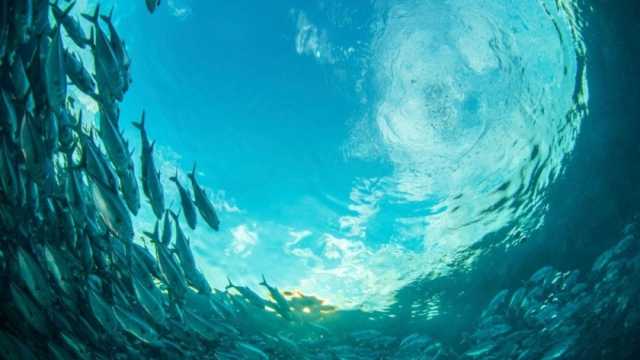 بالأرقام.. «معلومات الوزراء» يوضح تفاصيل الأهمية العالمية للاقتصاد الأزرق