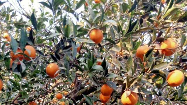 التوصيات الزراعية لمنع تساقط ثمار البرتقال
