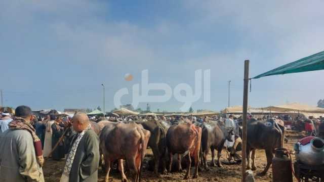 قبل العيد.. طريقة واحدة لحجز الأضاحي من منافذ وزارة الزراعة 2024