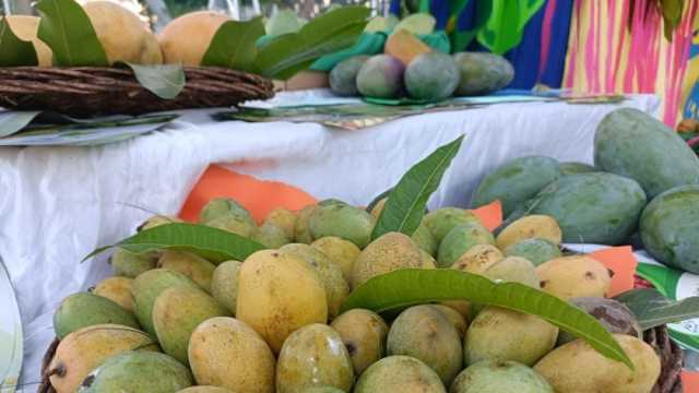 أسعار المانجو في الأسواق اليوم الاثنين 5-8-2024