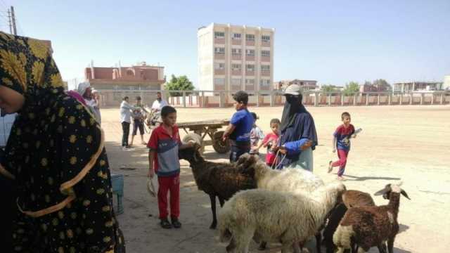 تحصين 28 ألف رأس أغنام وماعز ضد طاعون المجترات الصغيرة في كفر الشيخ