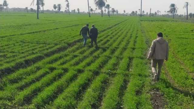 زراعة 189 ألف فدان قمح في كفر الشيخ خلال الموسم الحالي