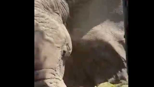 لحظة مرعبة لهجوم فيل غاضب على سياح في زامبيا.. قلب سيارتهم (فيديو)