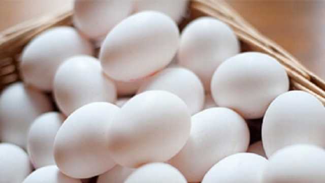 آخر تحديث.. أسعار البيض اليوم السبت 29-6-2024 في الأسواق المحلية
