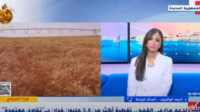 خبير: اهتمام الدولة بالقمح أثمر عن زراعة 3.6 مليون فدان