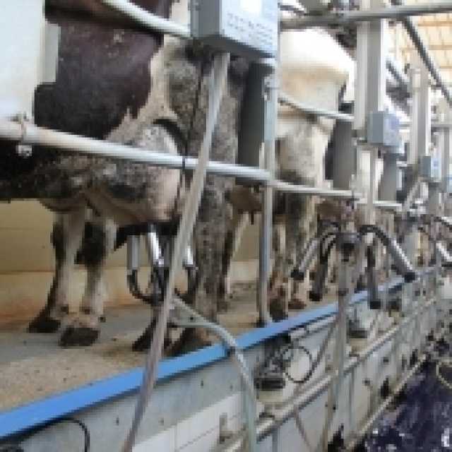 تحذير عالمي من انتشار إنفلونزا الطيور بين البشر.. «تجنب الحليب البقري»