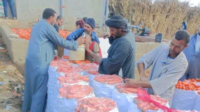 السر في «الدرفيل».. حصاد الجزر ببني سويف يرسم البهجة على وجوه المزارعين (فيديو)