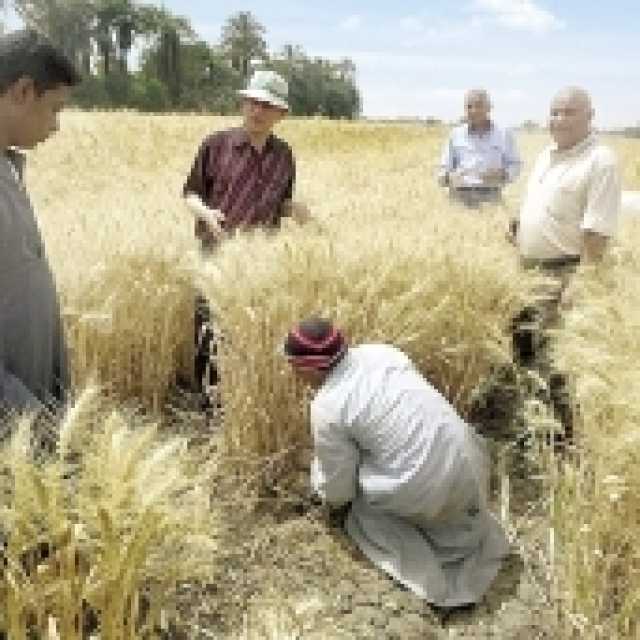 «الزراعة» تحذر من ظاهرة الرقاد: تهدر 25% من محصول القمح