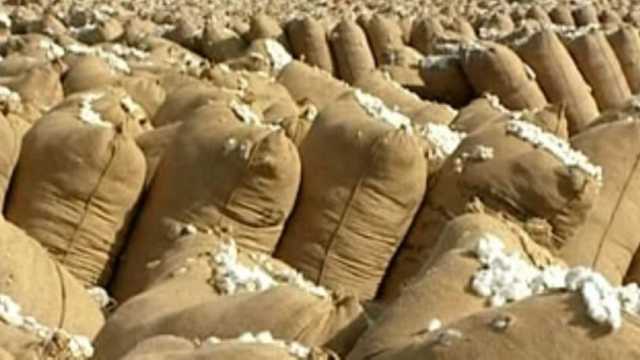 زيادة سعر قنطار قطن جيزة 94 1900 جنيه في آخر مزاد اليوم