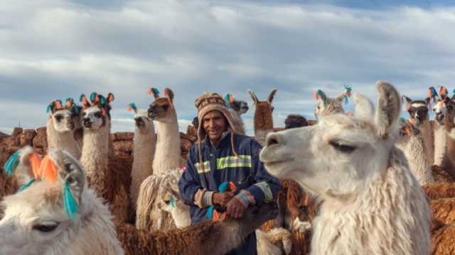 «الإبل» أبطال الصحراء والمرتفعات.. اعرف 6 أنواع تنتشر في 90 دولة