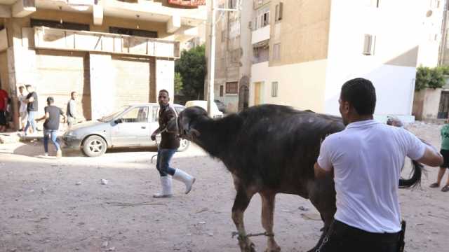 «بيطري القاهرة» تخصص أرقاما لتلقي شكاوى المواطنين أيام عيد الأضحى المبارك