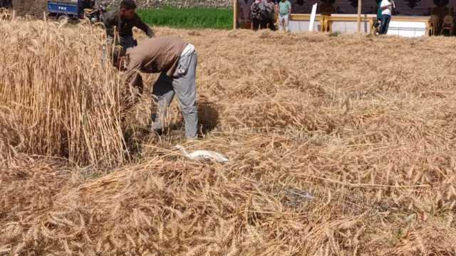 أسعار القمح 2024.. اعرف الأردب بكام
