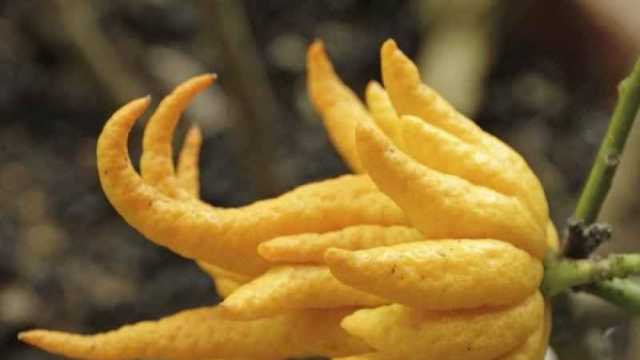 «الليمون الأخطبوط» مشروع برأس مال 70 جنيها.. أرباحه 700 جنيه في الكيلو