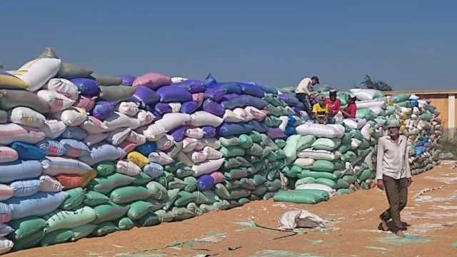 ارتفاع حصيلة توريد القمح إلى 160 ألف طن بصوامع الدقهلية