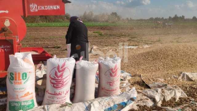 «زراعة المنوفية»: المحافظة تنتج 10 آلاف طن من محصول الفاصوليا