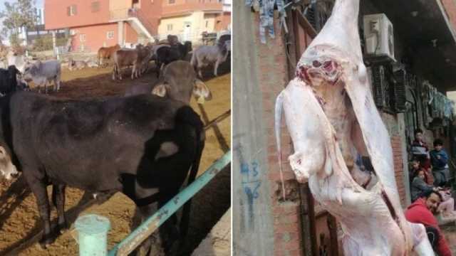 قبل أشهر من عيد الأضحى.. كيلو اللحوم بـ180 جنيها فقط في «عجل الشراكة»