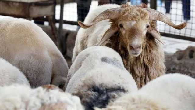 مجازر كفر الشيخ تستقبل 2000 أضحية خلال أيام العيد