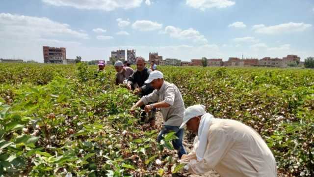 أسعار القطن اليوم.. صنف «95» بـ12 ألفا و250 جنيها للقنطار