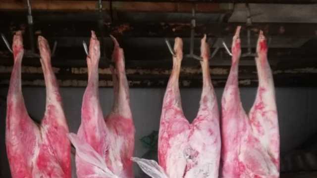 ضبط 33 طن لحوم مذبوحة خارج المجازر ومصنعات دواجن دون بيانات في القاهرة