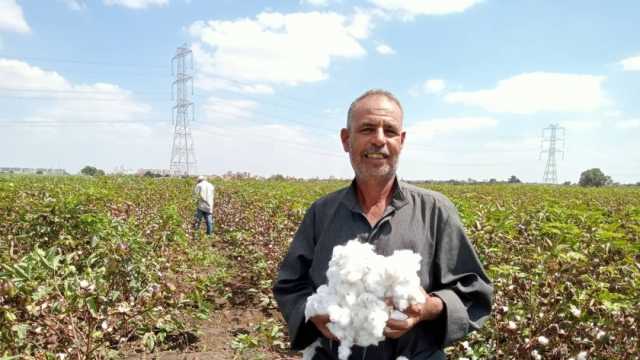 القنطار يصل 5000 جنيه.. خبير زراعي يحذر من جني القطن في شكائر بلاستيكية