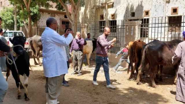 تقديم خدمات بيطرية لـ490 رأس ماشية خلال قافلة مجانية في المنيا
