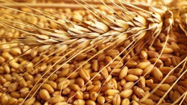 نائب يطالب بتسهيل إجراءات توريد محصول القمح