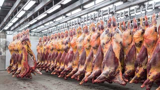 حكم أكل لحم الحصان حلال أم حرام؟.. «الإفتاء» تحسم الجدل