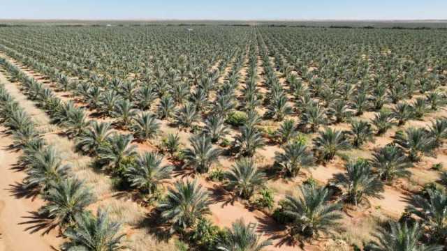 «معلومات الوزراء»: مزرعة توشكي تنتج 44 صنفا من التمور