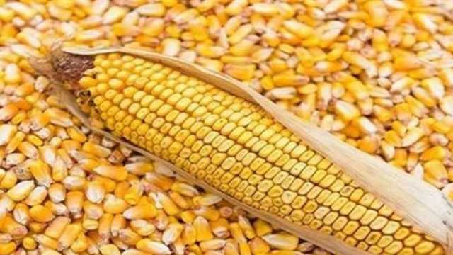 تراجع سعر طن الذرة الصفراء اليوم الثلاثاء 26-9-2023