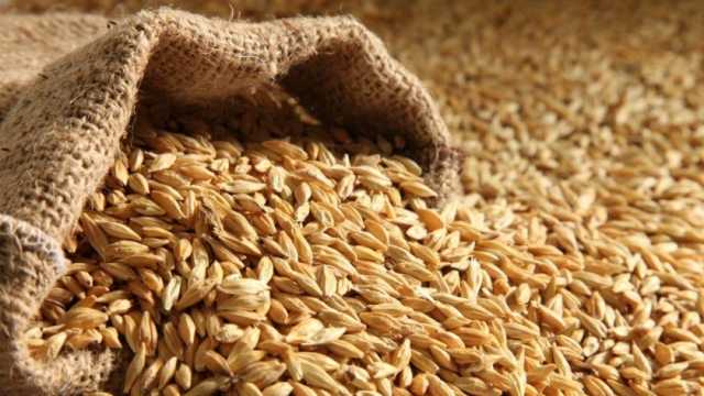 تعرف على سعر طن الأرز الشعير في الأسواق.. يبدأ بـ11 ألف جنيه