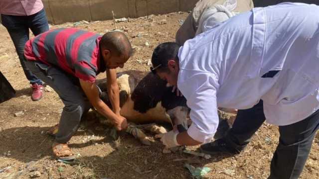 الكشف البيطري على 245 حالة مجانا في قافلة بكفر الشيخ ضمن «حياة كريمة»
