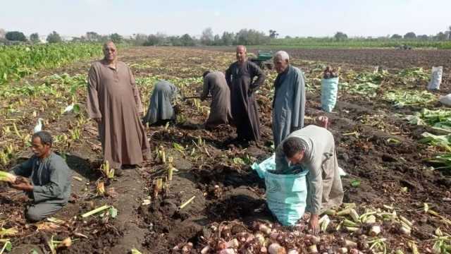 ارتفاع معدل حصاد القلقاس في المنيا قبل عيد الغطاس.. طقس ديني